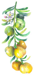 Desert Lime. Australian native plant. Watercolor hand drawing painted illustration.