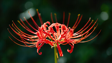 Single Red Spider Lily Flower Against Blurred Green
