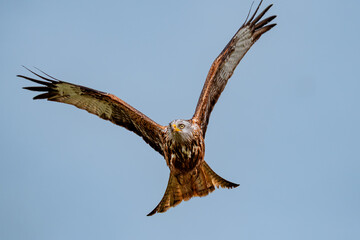 red kite in flight