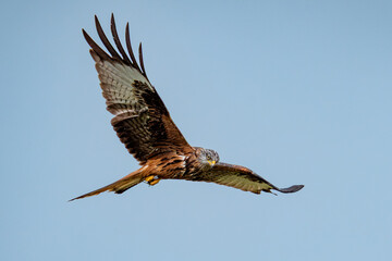 red kite in flight