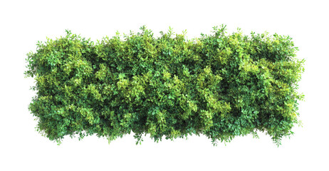 Lush greenery display garden nature bright isolated on transparent background