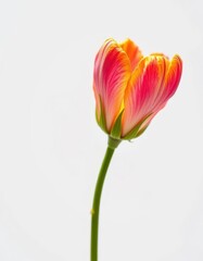Close-up of a single wilting flower on white background, memory, heartbreak