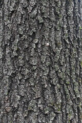 Fototapeta premium Closeup of brown tree bark