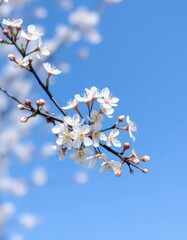 Obraz premium Delicate white blossoms on a tiny branch, vibrant against a clear blue sky, innocent, bright