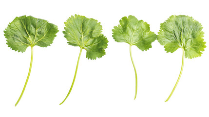 Fresh Cilantro Herb Isolated on White Background for Culinary Designs