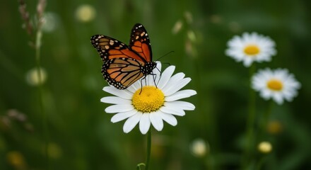 Monarch Butterfly on Daisy - Photos