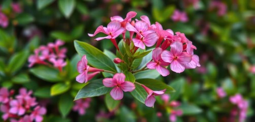 Obraz premium Pink Adenium obesum blossoms in sharp focus, lush green foliage blurred background, plant photography, environment
