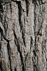 Closeup of brown tree bark