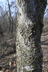 Brown tree trunk in the woods in winter