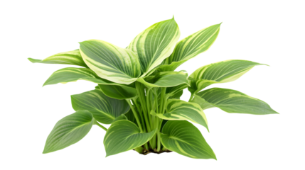 Hosta Plantain Lily: Vibrant Isolated White Background Image for Design Projects