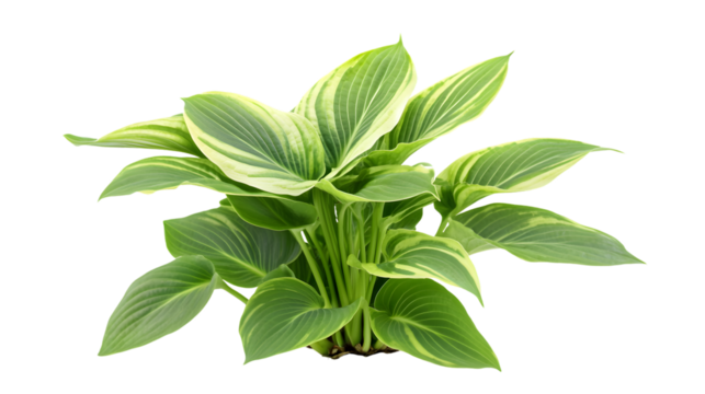 Hosta Plantain Lily: Vibrant Isolated White Background Image for Design Projects