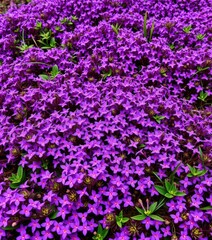 Dense cluster of vibrant purple flowers forming a natural carpet, blossom, petals, flower bed