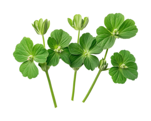Exploring green clovers nature plant life garden isolated on transparent background