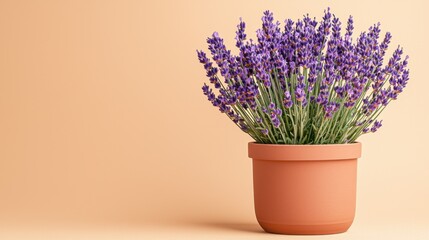 Vibrant lavender plant in a simple terracotta pot with lush green stems and fragrant purple flowers against a soft pastel background for home decor or gardening