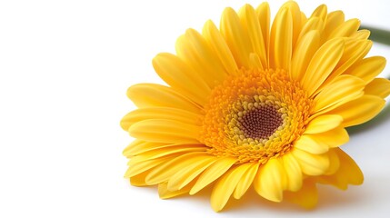 Radiant Yellow Gerbera Daisy Bloom on White Background, Floral Closeup, Bright Light