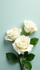 Group of white roses, vibrant, clean background , purity, floral design