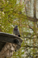 A pigeon is perched comfortably on top of a statue, surrounded by trees