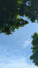 Looking up at a clear blue sky with wispy clouds, framed by lush green tree branches