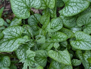 Leaves of Great Forget-me-not (Brunnera macryphylla) in an ornamental garden