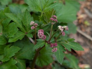 Closeup of Sanicle flowers (Sanicula europaea) in a British woodland