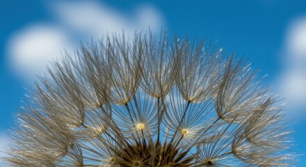 Dandelion Seed Head in Blue Sky - Photo