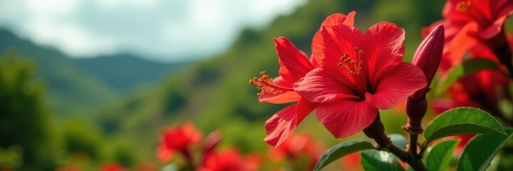 Vibrant red flamboyant blossoms, spring in Puerto Rico , warm, tropical