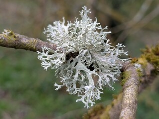 Oakmoss (Evernia prunastri), a type of lichen