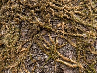 Texture of moss on tree bark