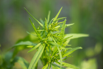 Many small leaves, tree branch and a blurred greenery background