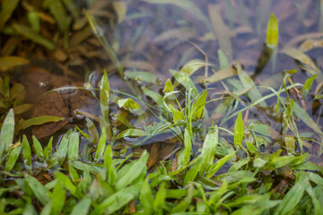 A pond with many small green leaves creates a background wallpaper