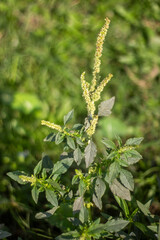 Many small leaves, tree branch and a blurred greenery background