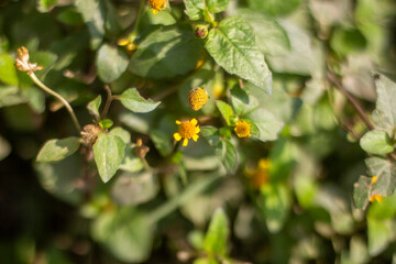 A yellow flower with a branch inside a tree, and behind it are many green leaves, in a background