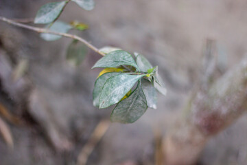 A pond with many small green leaves creates a background wallpaper