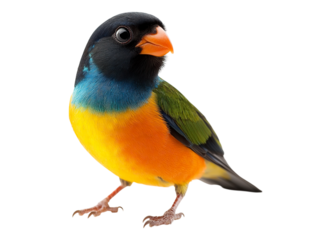 Colorful Lori Bird