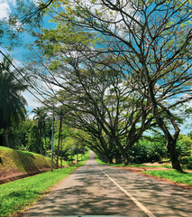Long shadows stretch across the road as the trees overhead create a natural tunnel.
