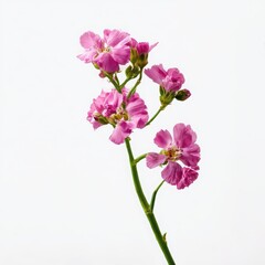 Pink flower stem isolated close up isolated on white background