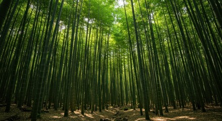 Fototapeta premium Dense Bamboo Forest Photo
