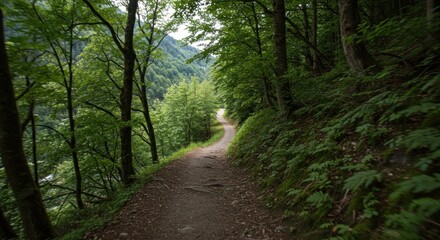 Obraz premium Forest Path Photos