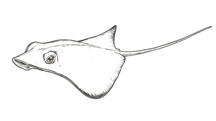 A monochrome line drawing of a stingray in profile. The image shows precise line work and detailed depiction of the stingray's body, fins, and tail.