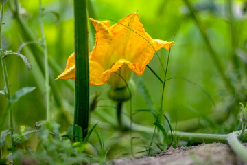A yellow flower with a branch inside a tree, and behind it are many green leaves, in a background