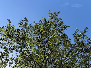 Close up of a deep brown color 'Alnus japonica' fruit against a bright nature background. Brown cones and fresh leaves of East Asian or Japanese Alder Tree Alnus japonica in spring.
