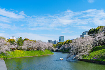 桜満開の千鳥ヶ淵　2025年4月