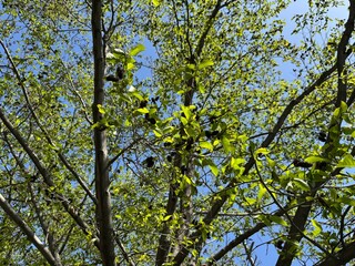 Close up of a deep brown color 'Alnus japonica' fruit against a bright nature background. Brown cones and fresh leaves of East Asian or Japanese Alder Tree Alnus japonica in spring.
