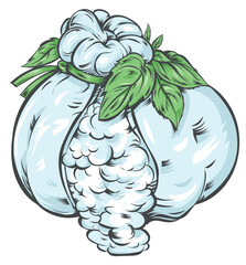 Traditional Italian burrata with buffalo milk and fresh basil. Vector illustration. vector illustration