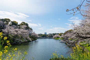 桜満開の千鳥ヶ淵　2025年4月