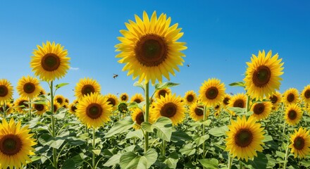 Fototapeta premium Sunflower Field in Summer - Photo