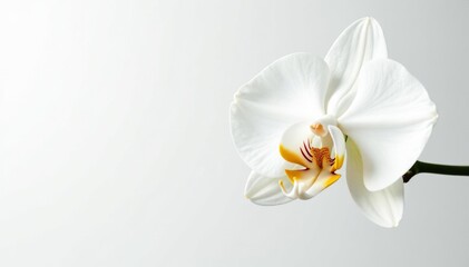Delicate white orchid blossom on pure white backdrop, floral, background