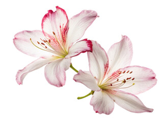 Fototapeta premium Beautiful azalea flowers bloom gracefully, showcasing their delicate petals and vibrant colors, creating serene and joyful atmosphere