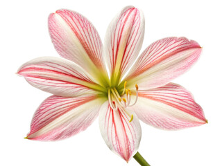 Fototapeta premium stunning azalea flower showcases delicate pink and white petals with striking red veins, creating captivating visual appeal