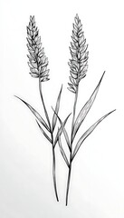 Fototapeta premium Two detailed pencil sketch wheat stalks on white background